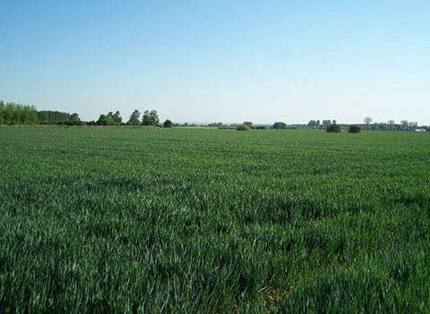 Cinder Track area righthand side